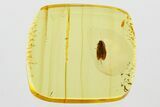 Detailed Fossil Moth (Lepidoptera) in Baltic Amber #381215-2